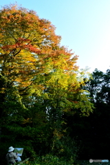 紅葉が始まった石神井公園2