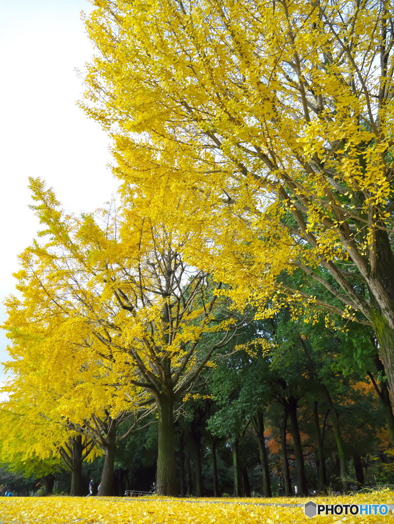 光が丘公園のイチョウ２