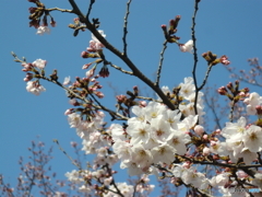 花畑公園の桜_2