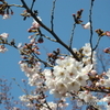 花畑公園の桜_2