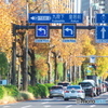 日比谷通りの紅葉