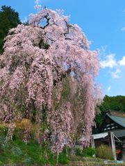 梅岩寺の枝垂れ桜