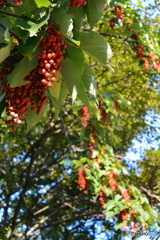 紅葉が始まった石神井公園3