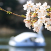 桜とスワンボート
