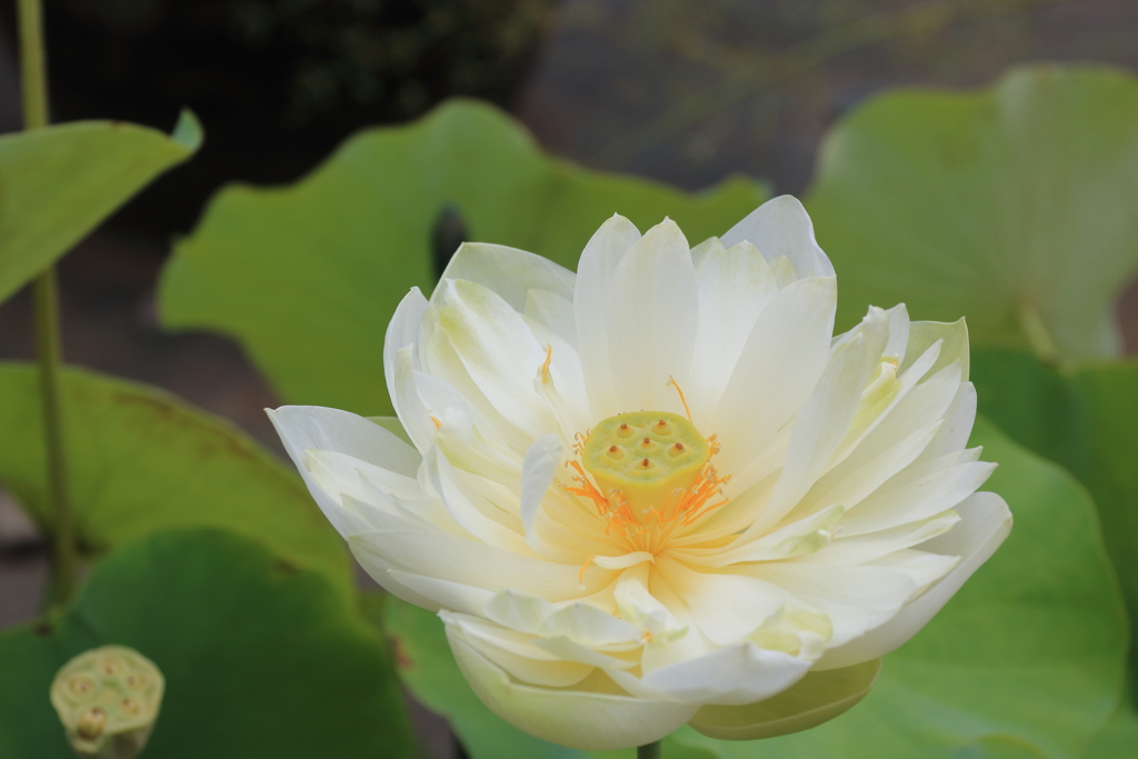 ハスの花