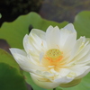 ハスの花