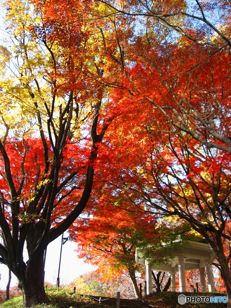 新宿中央公園の紅葉