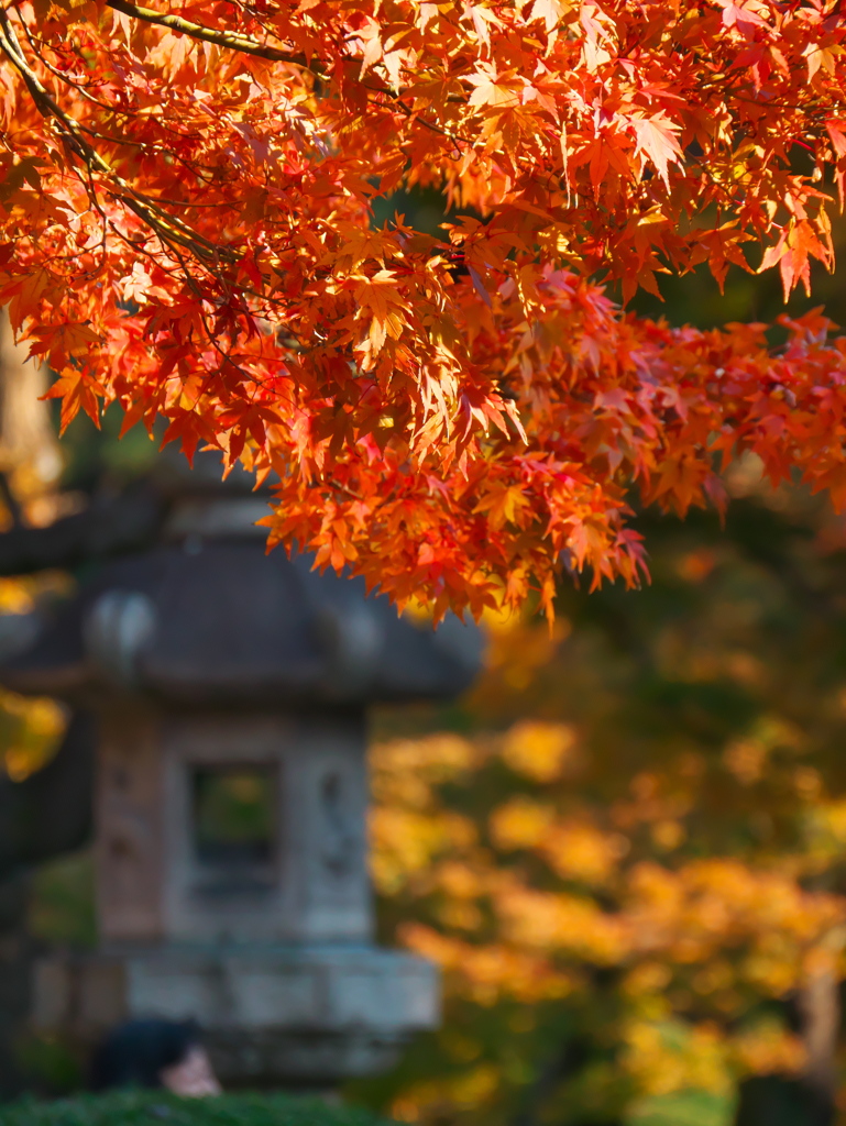 新宿御苑の紅葉３