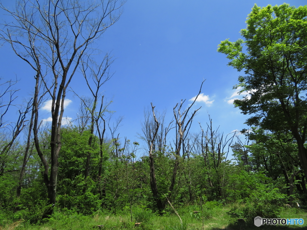 埼玉県営和光樹林公園5
