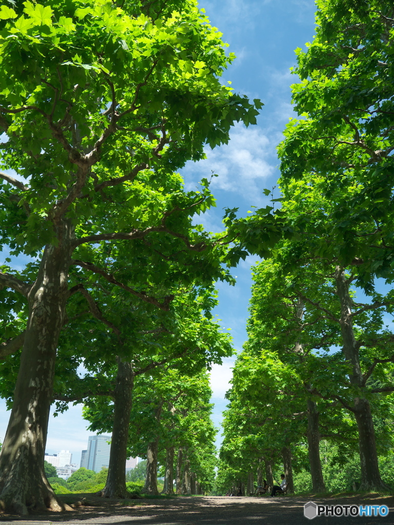 初夏の新宿御苑03
