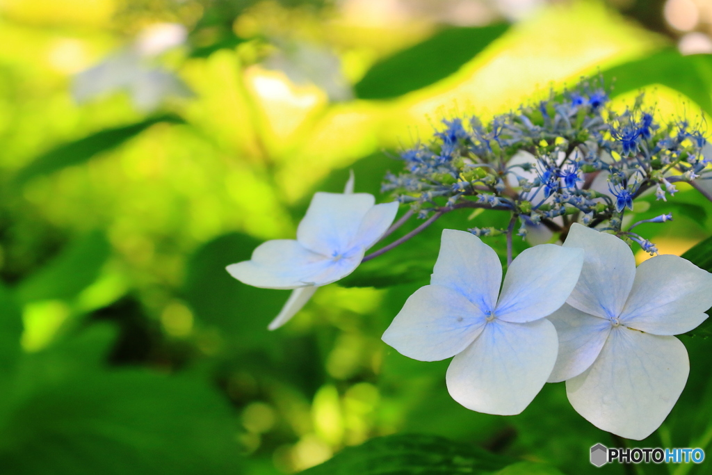 紫陽花