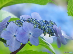 紫陽花の季節がやってきた03
