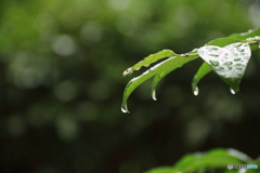 今朝は雨降り