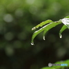 今朝は雨降り
