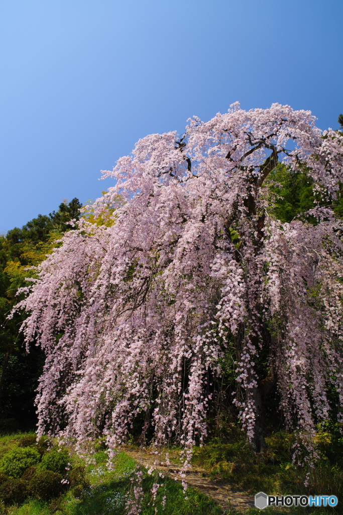梅岩寺のシダレザクラ_2