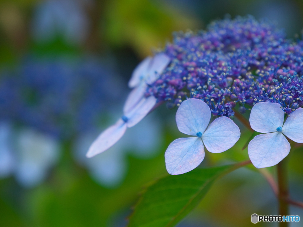 額紫陽花