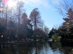 新年の石神井公園6
