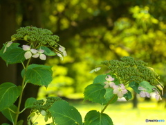 名残の紫陽花