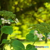 名残の紫陽花