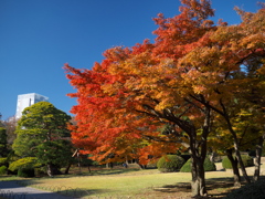 新宿御苑の紅葉２