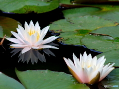 石神井公園の睡蓮4