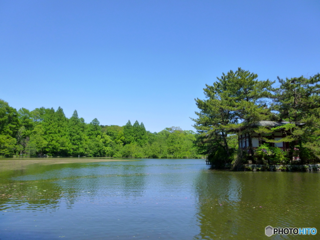 新緑の石神井公園(2016年)2
