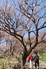 井の頭恩賜公園の梅3