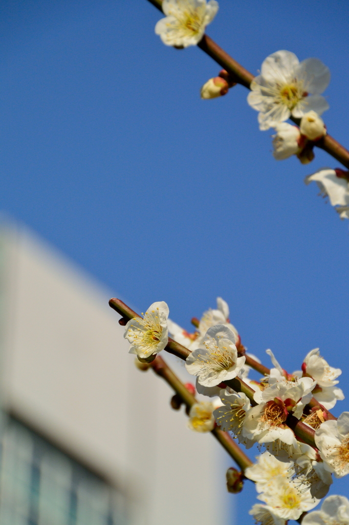 芝公園の梅花1