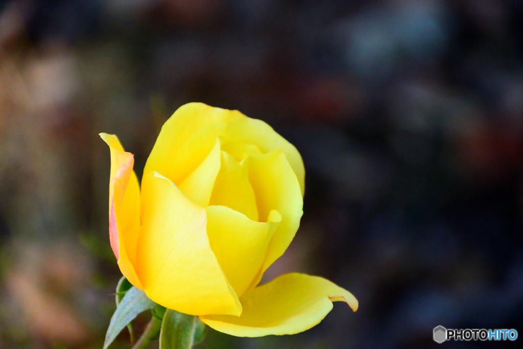 薔薇