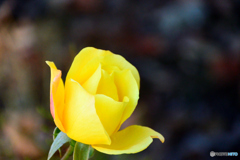 薔薇