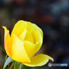 薔薇