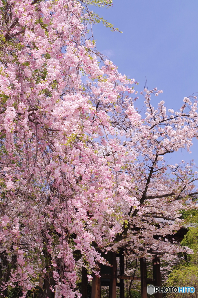 増上寺の桜2