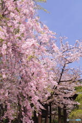 増上寺の桜2