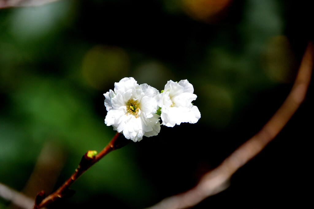 小福桜