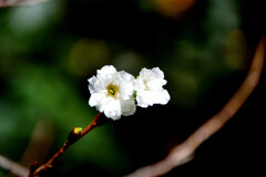 小福桜