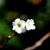 小福桜