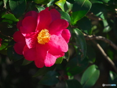 山茶花