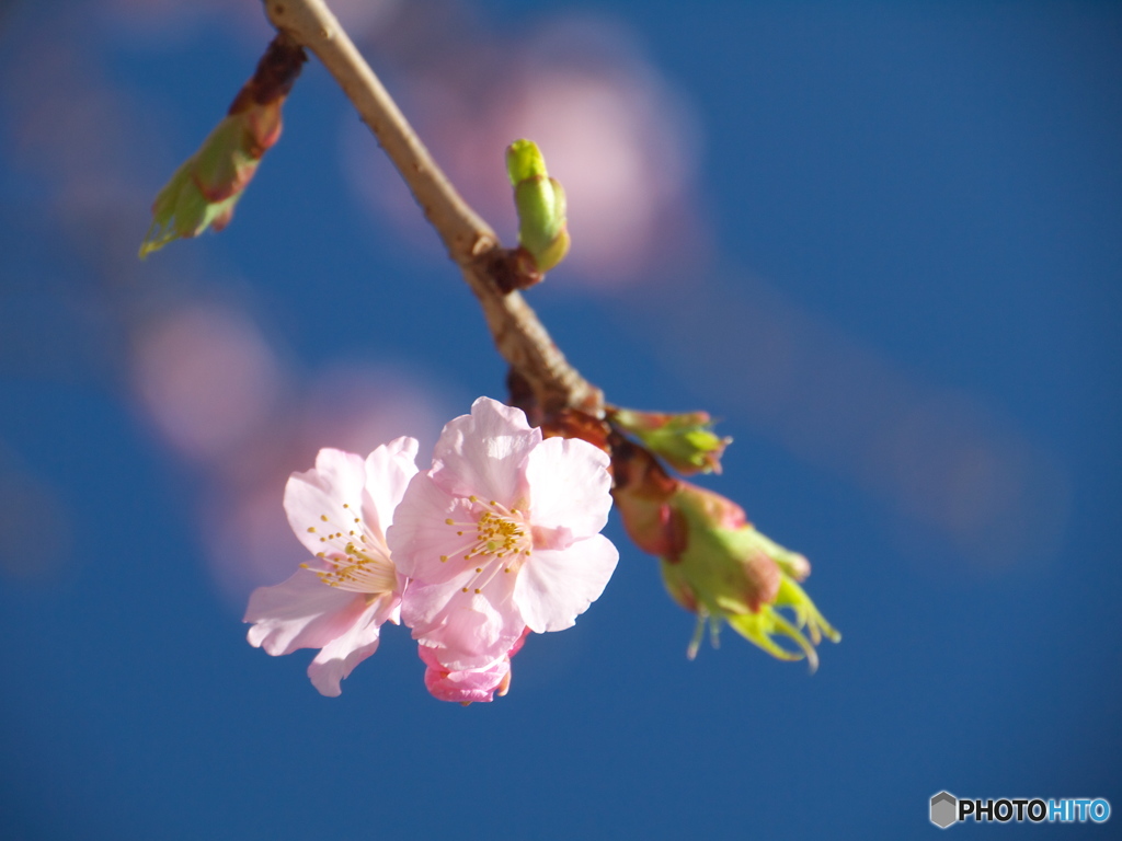 千鳥ヶ淵の桜01