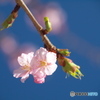 千鳥ヶ淵の桜01