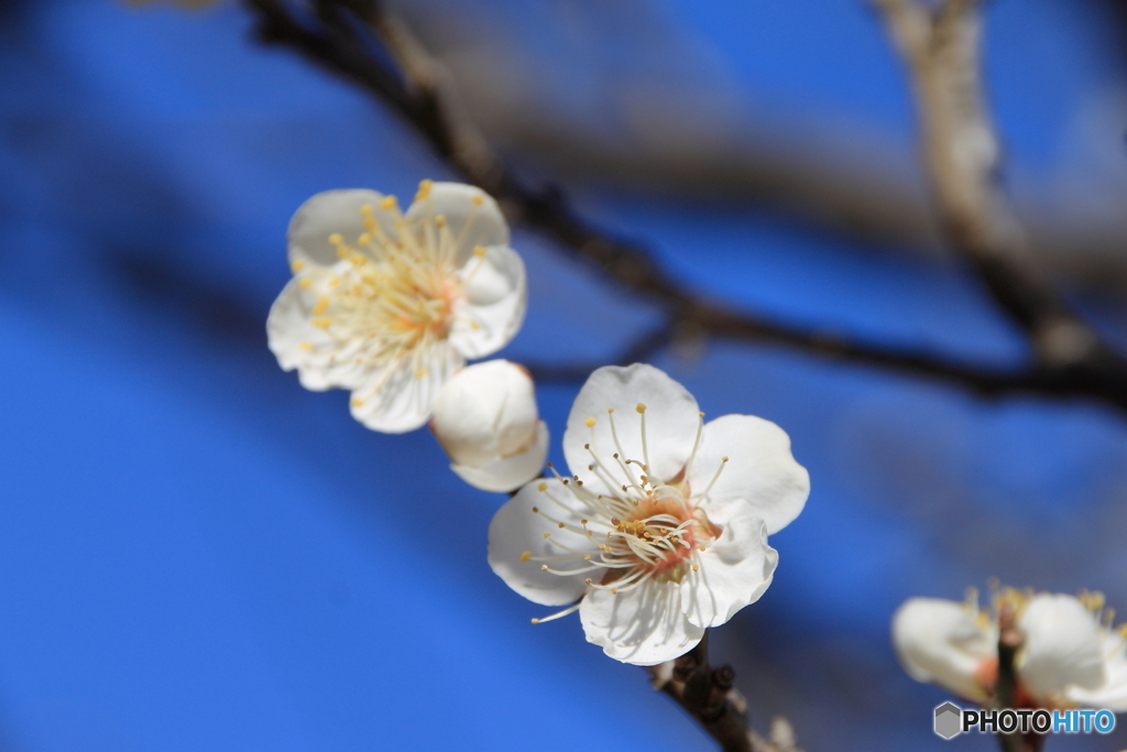 梅の花（一重野梅_1）
