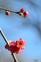 石神井公園に咲く寒紅梅_2
