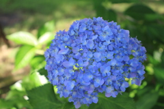紫陽花
