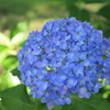 紫陽花