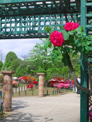 薔薇のゲート