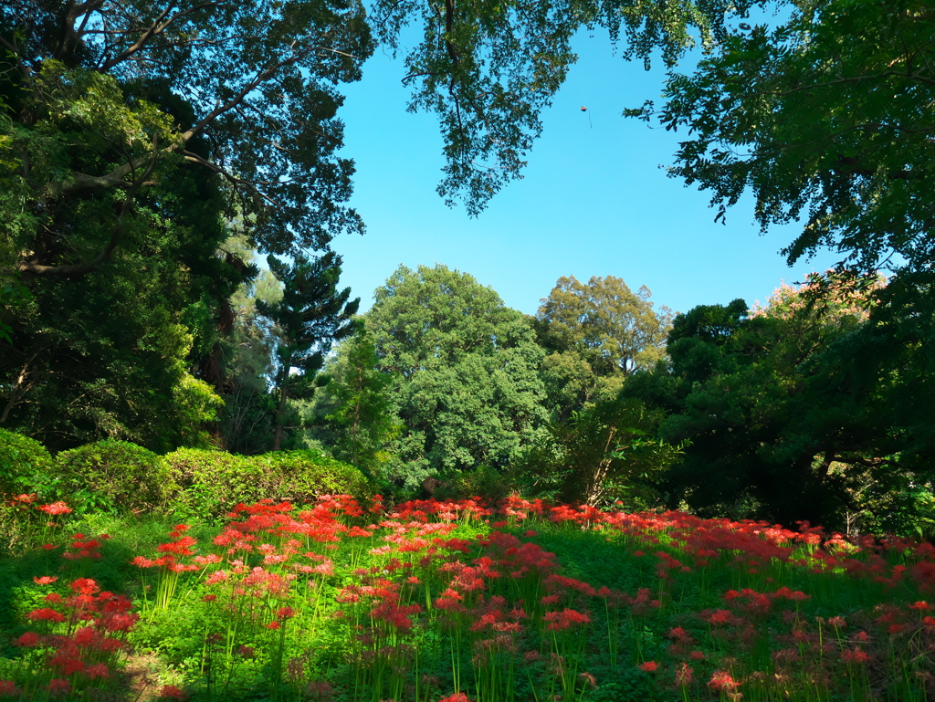 小石川植物園の彼岸花_04