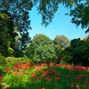 小石川植物園の彼岸花_04