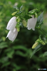 石神井公園に咲くホタルブクロ１