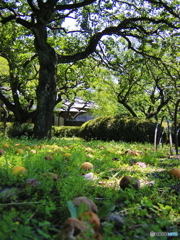 ６月の新宿御苑5