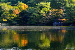 紅葉が始まった石神井公園1