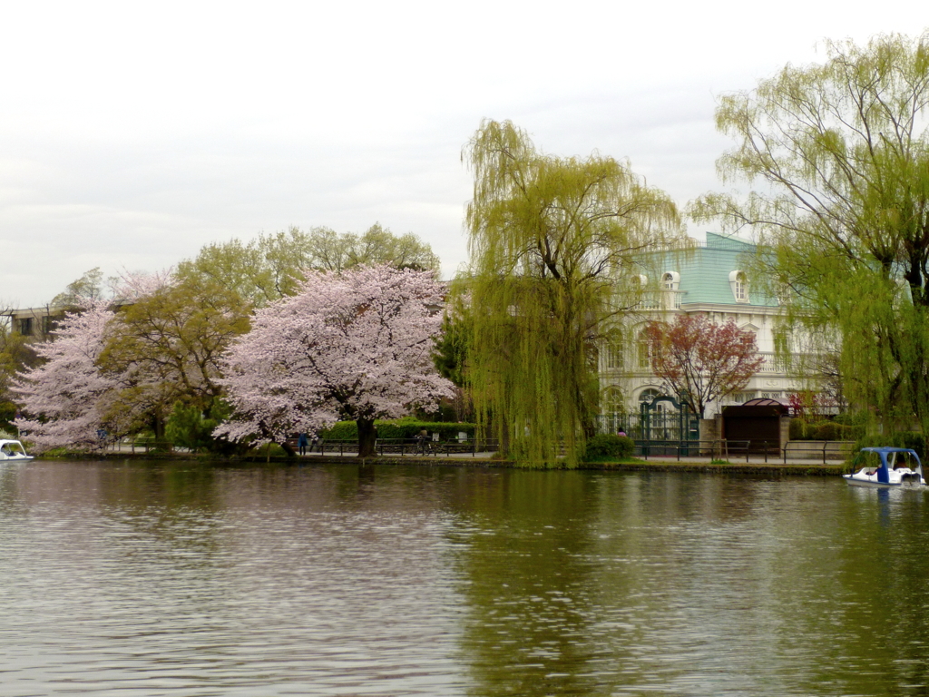 石神井公園の桜5